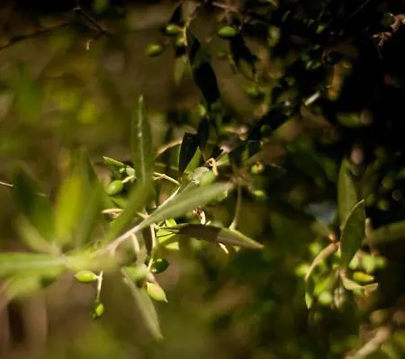 Casa Elaia Country house